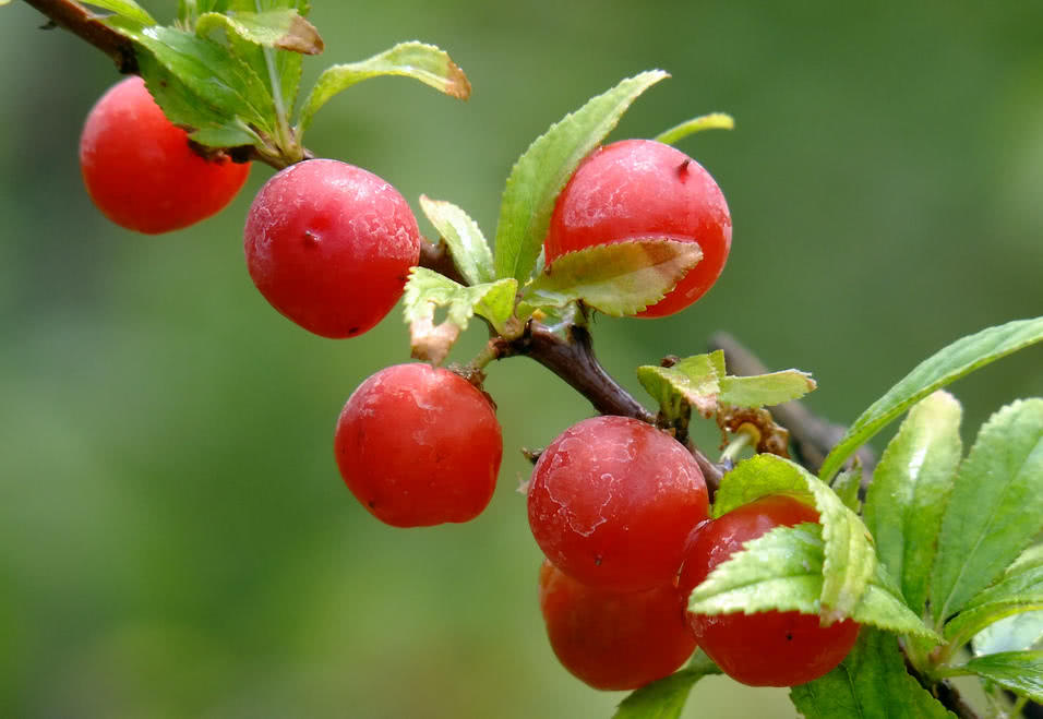 北方的一种"野李子",20年前满山找,80后,90后都吃过