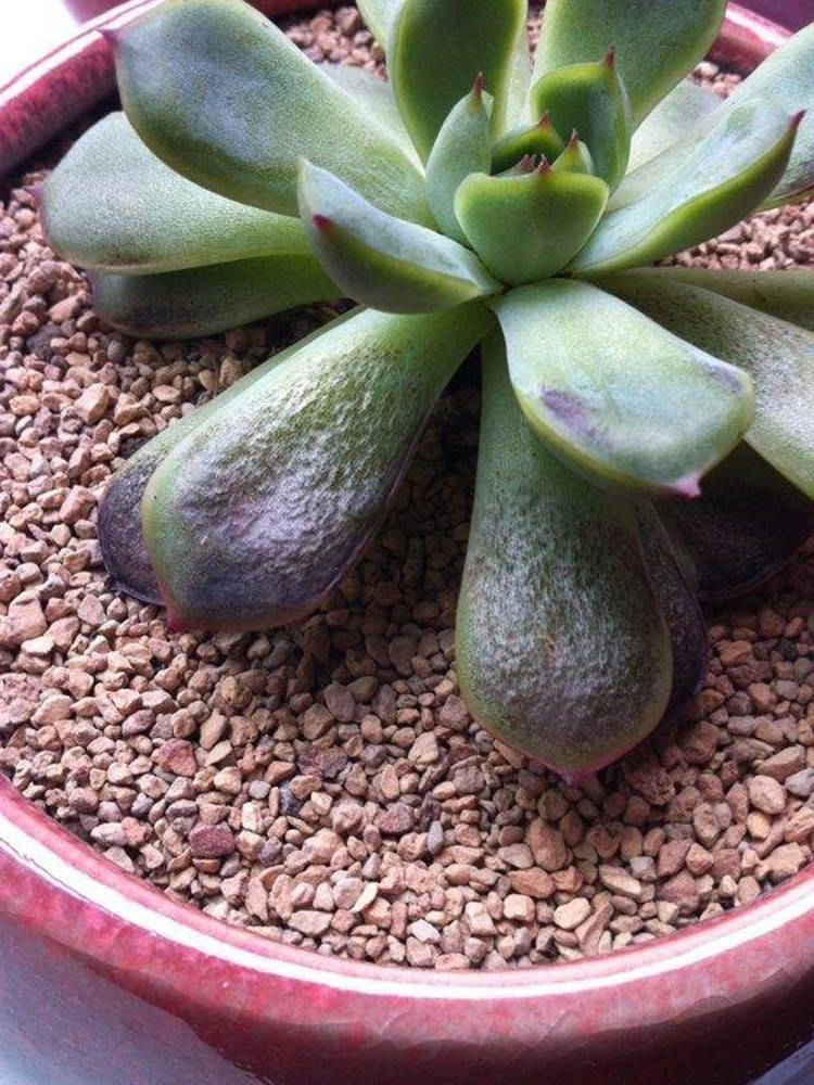 桃蛋晒成熟鸡蛋,夏季多肉3级晒伤!