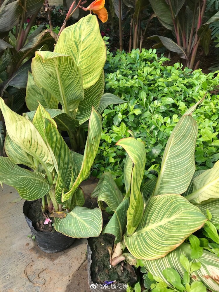 你们要的美人蕉非洲落日剩好多来拿