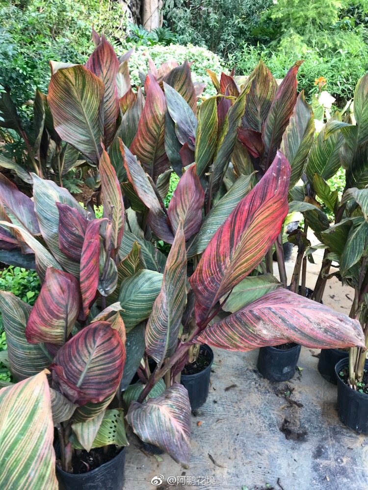 你们要的美人蕉非洲落日剩好多来拿