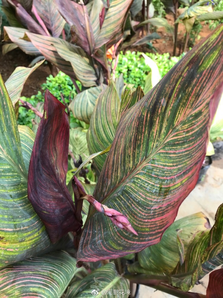 你们要的美人蕉非洲落日剩好多来拿