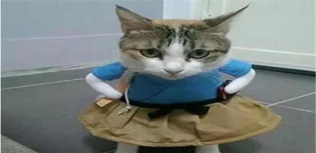 自从给猫咪穿了一条裙子,整个猫生都圆满了,建国后动物不能成精
