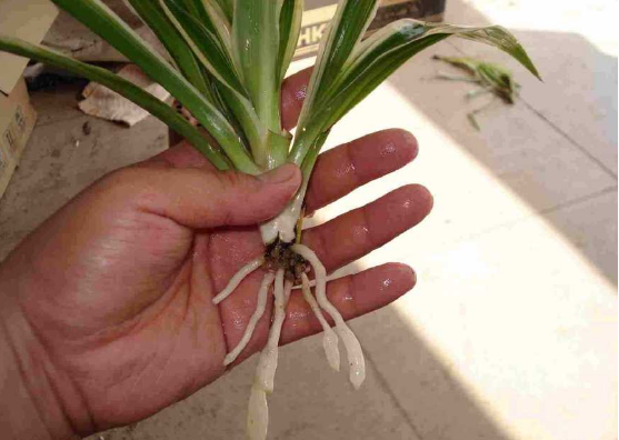 吊兰什么样的根可以修剪这样吊兰才长得旺