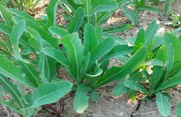 这种野菜就是生活在农村地底下的苦菜,听到名字都知道很不简单,多半的