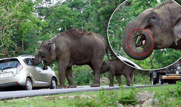 逃票被老虎咬死,那么遇到大象呢?成武松酱吗?