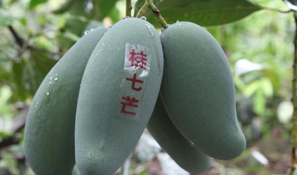 桂七芒果,桂七芒多少钱一斤?特点是什么