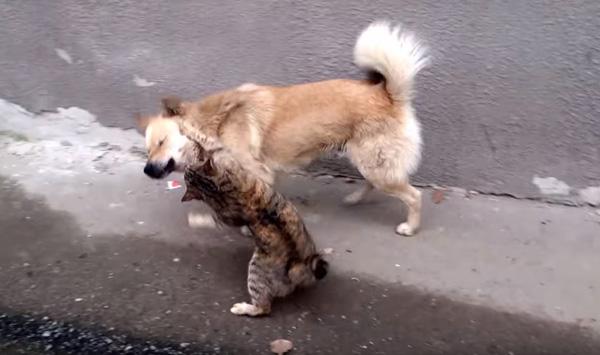 虎斑猫撒娇不成竟然恼羞出拳揍狗狗