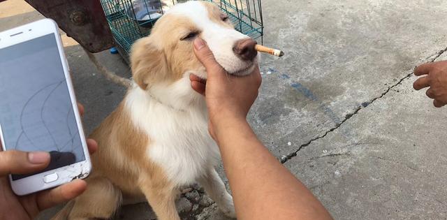 强迫小狗抽烟真的很有意思吗?