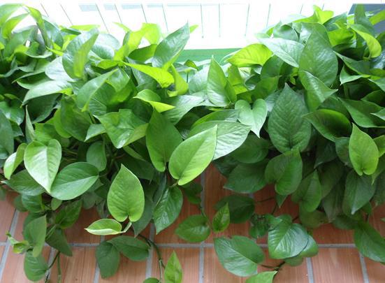 几种植物需要半年换盆一次,不然施肥再多无用