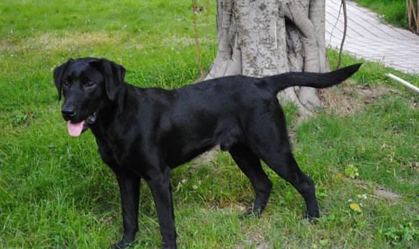 自家黑狗对着怀孕妻子狂吼送去乡下几个月后含泪接回它