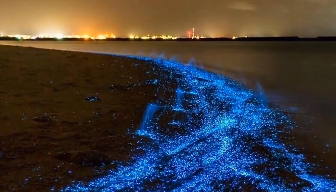 美丽的荧光海滩晚上发出幽蓝光芒背后却隐藏着危害