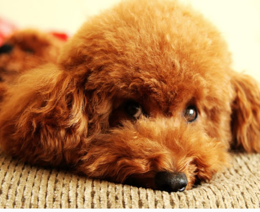 泰迪毛发常打结,不用常去宠物美容院,学会4步让狗子华丽变身