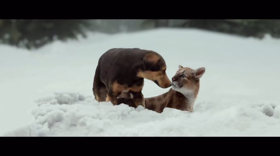 电影《一条狗的回家路》发布国际版预告