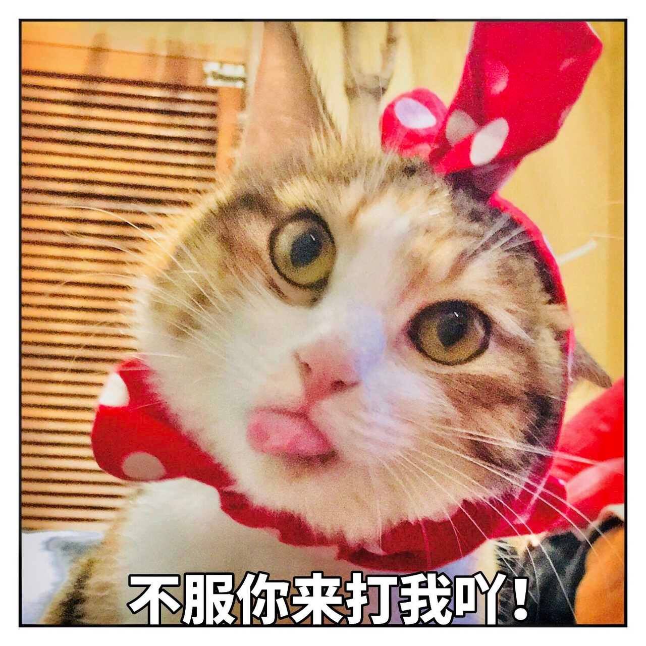 猫咪表情包no.302:嗯…疑问?你再过来我要叫啦!惊恐到模糊