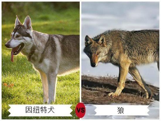 9种长得最像狼的狗狗!你敢不敢养?