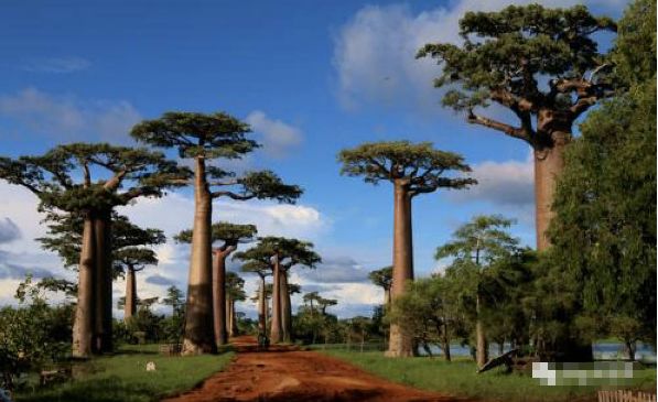 非洲干旱地区的救命树,一棵树可以养活一群人,还可以居住!