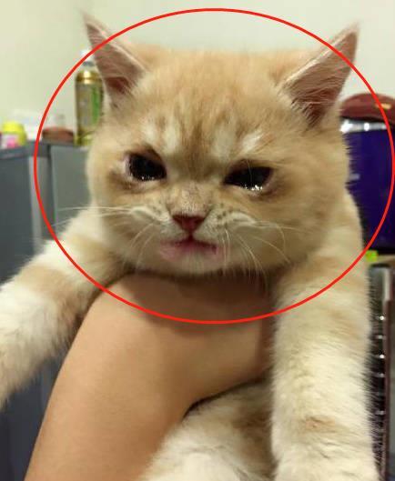 捡的小橘猫被带去绝育,却直接哭了,委屈的样子简直萌翻了