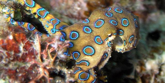 毒性|章鱼|蜘蛛_新浪新闻