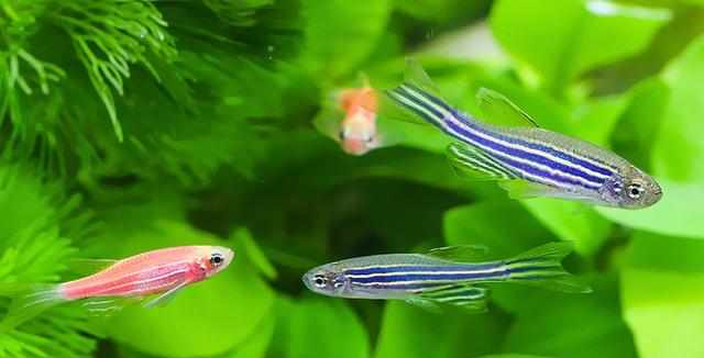 什么观赏鱼好看又好养?小型观赏鱼好看又