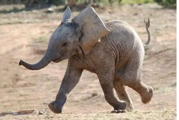小动物蠢蠢欲动看着看着就跟着笑起来了
