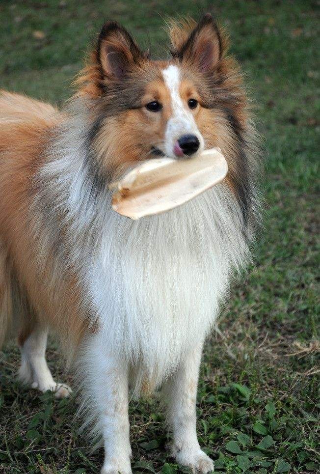 苏格兰牧羊犬智商高不高适不适合家庭饲养你都知道吗