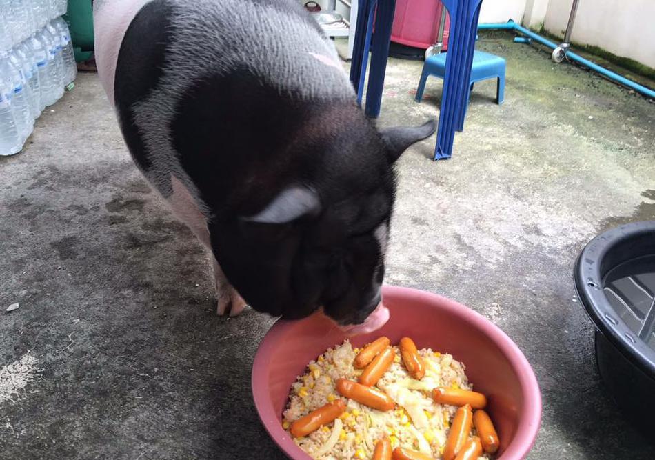 泰国小伙爱上宠物猪, 疯长到200斤, 依旧相拥而睡