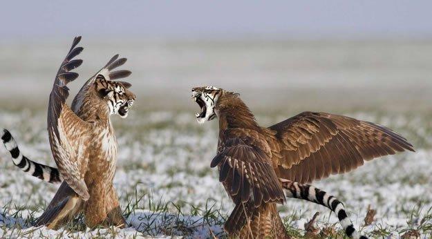 乌龟|老鹰|大象_新浪新闻