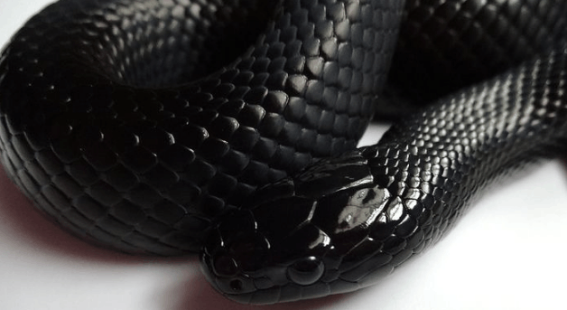 鳞片好有金属感, 像黑色铠甲一样的黑王蛇