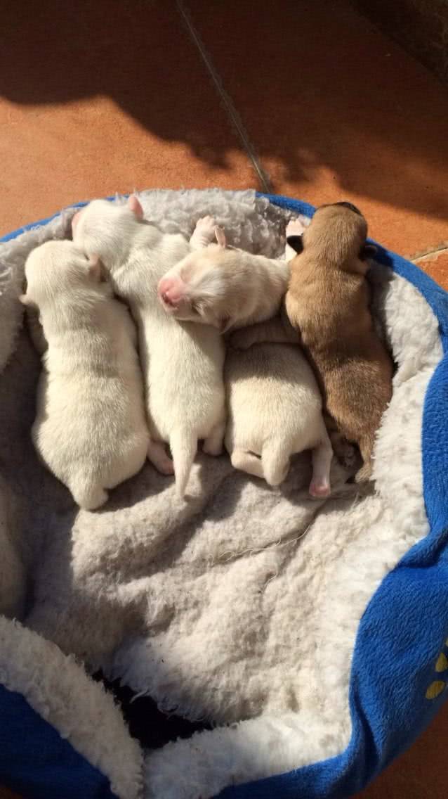 狗妈妈生完宝宝后,发现小狗吃不饱,后发现是被隔壁猫咪盯上了!