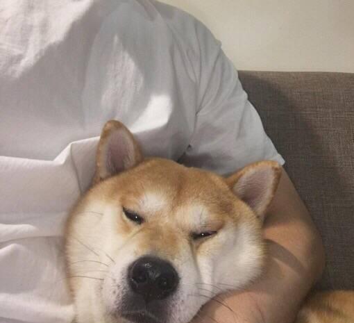 快来看看这里有一大波或搞笑或呆萌的狗狗头像快点换上吧