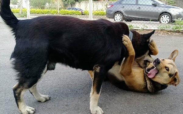 家暴啊,汪兄弟停车场玩疯,大口咬q弹嘴边肉,网羡煞!