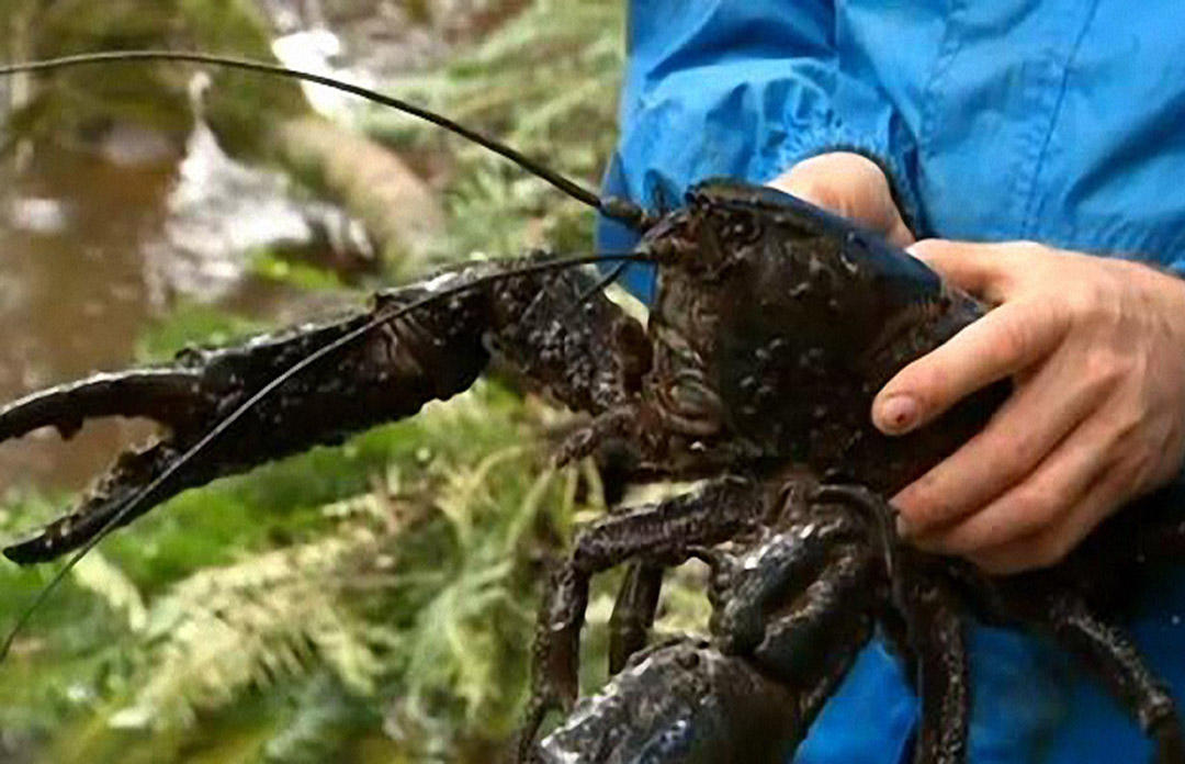 这种能长到12斤的巨型淡水龙虾!你见过或吃过没?