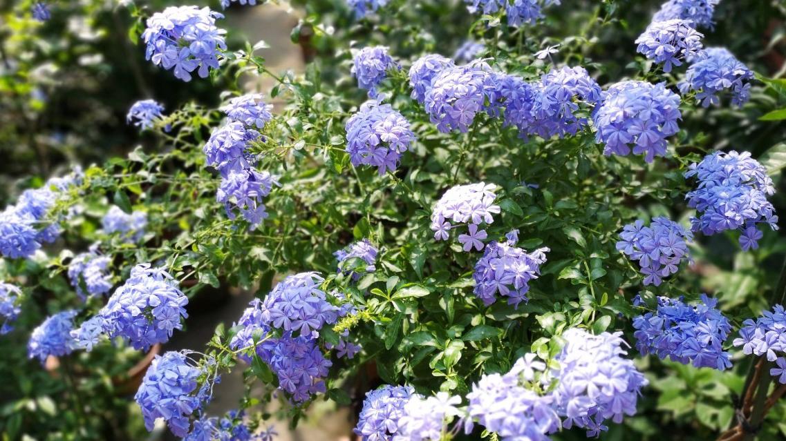 蓝雪花扦插的小苗,及时打顶才能长的茂盛!