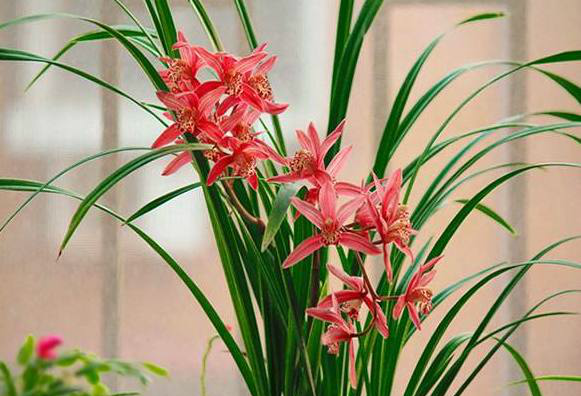 最名贵的10种兰花品种有一个姿态像幽灵