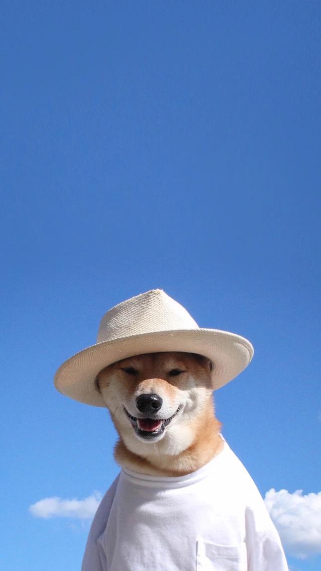 宠物界的表情包扛把子柴犬