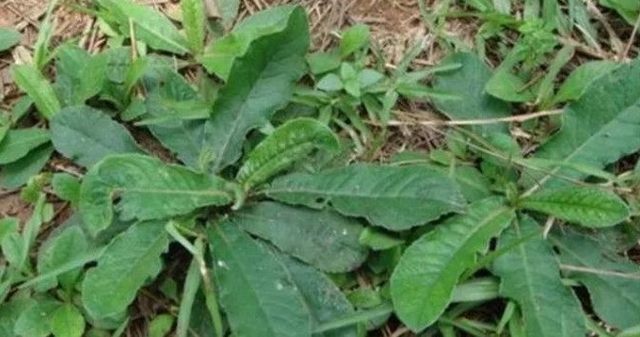 狗屎菜味道难闻但滋阴补肾村民总是去地里采回家煮水喝