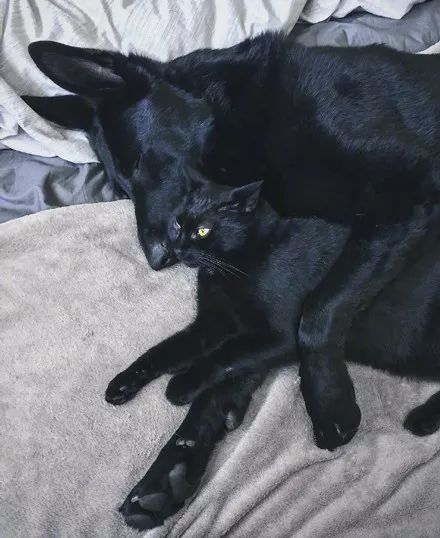 主人用高清相机记录下,家里大黑狗和黑猫的日常,太酷了.