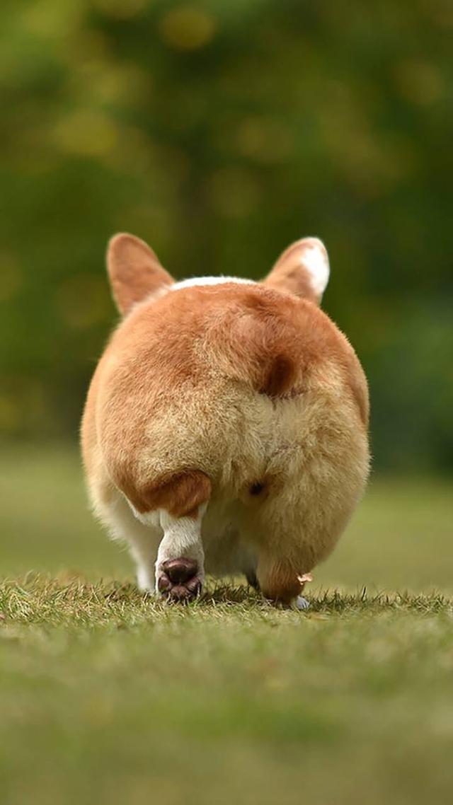 柯基犬属于小型犬,但性格非常稳健,也相当机警,能高度警惕地守护家园.