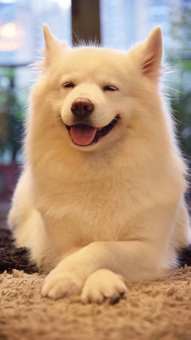 这些适合家养的宠物狗狗有没有你喜欢的?