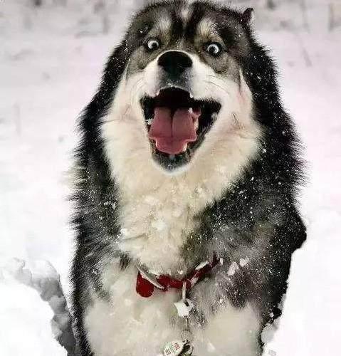 把哈士奇放到了雪地就能变得很正常? 网友试了下, 哭笑不得