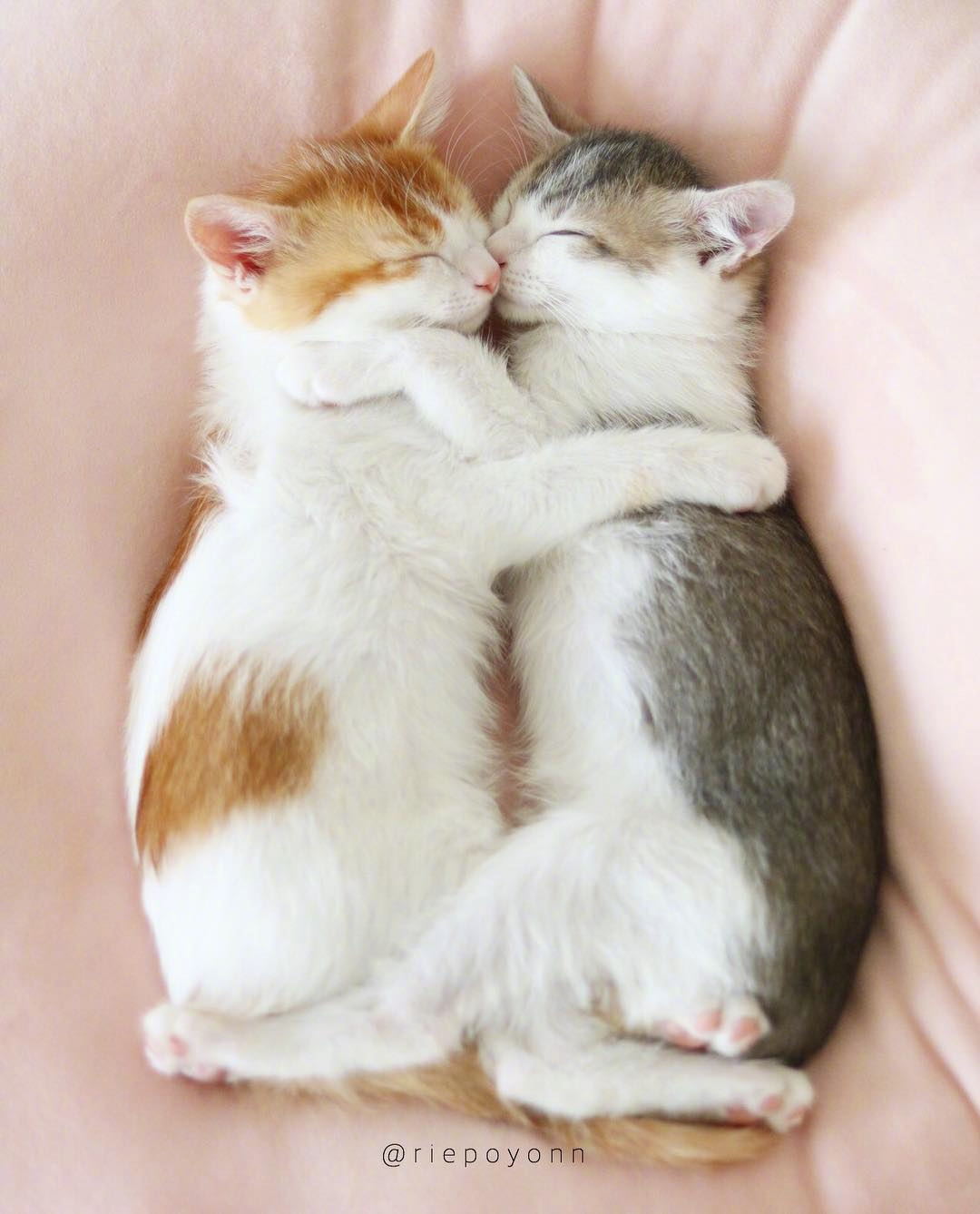 来自岛国的amelie和canele02是一对感情很好的兄妹喵