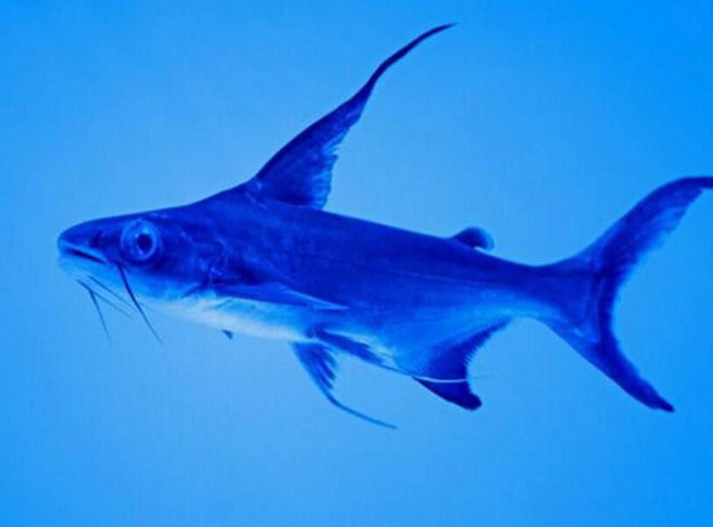 湄公河有一种名叫成吉思汗鱼的凶猛鱼类,简直是淡水河中的鲨鱼