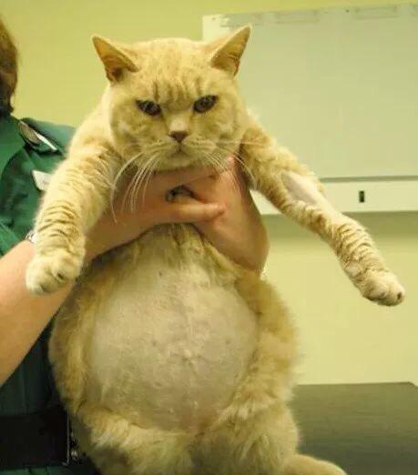 猫咪肚子胀大?好吓人!是传腹吗?如何排查?