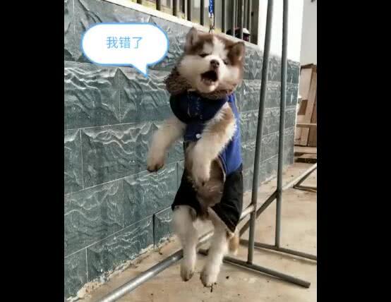 二哈因重复犯错误,被主人吊在半空,难受的汪汪大叫