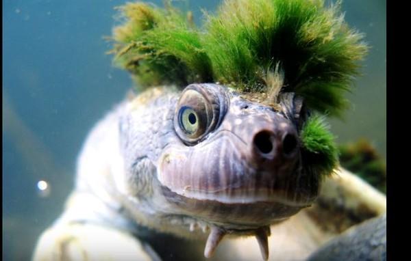 超狂头顶着摇滚发型澳洲隐龟还能用屁股呼吸