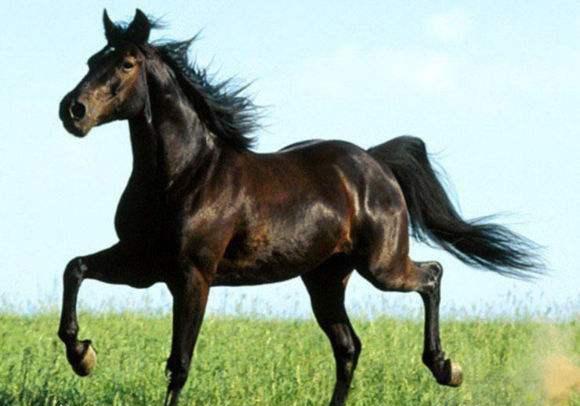 十大最名贵最漂亮的马第一名曾引发灭国之战