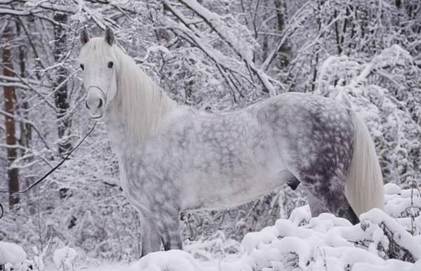 十大最名贵最漂亮的马第一名曾引发灭国之战