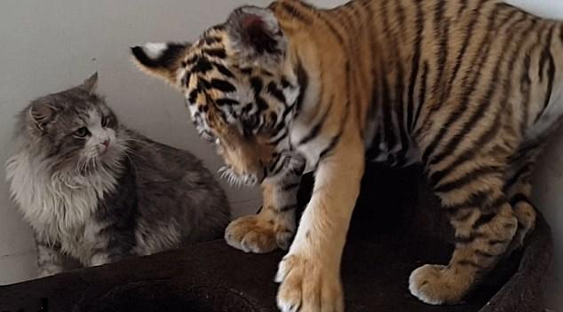 小老虎强吻喵星人,猫咪被惹急了,连扇好几个耳光!