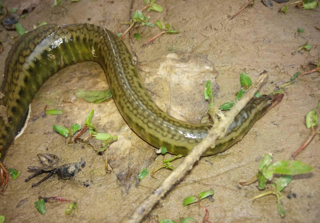 农村最难捕捉的刀鳅鱼一百多一斤有价无货