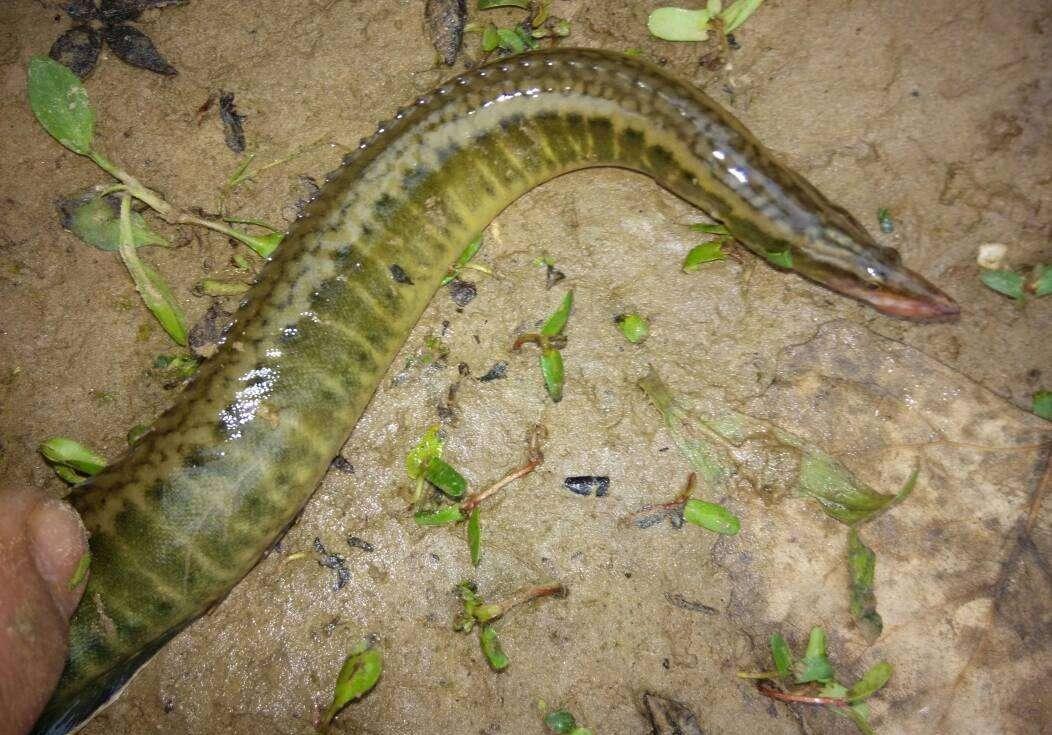 农村最难捕捉的刀鳅鱼一百多一斤有价无货